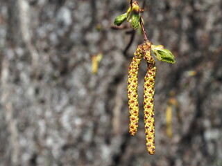 Naklejka premium Blooming birch branch. Allergic pollen. Allergy treatment.