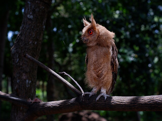 Young Philippine Scops Owl (Otus megalotis), perching on a branch. It is a common owl that is endemic to the Philippines, where they are usually found in forests or along forest edges. Long shots.