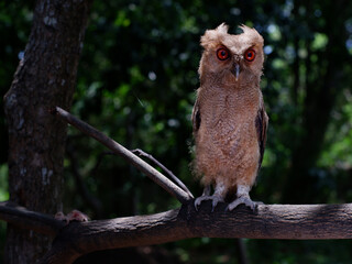 Young Philippine Scops Owl (Otus megalotis), perching on a branch. It is a common owl that is endemic to the Philippines, where they are usually found in forests or along forest edges. Long shots.