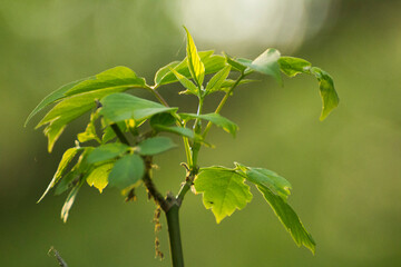 acer negundo on a background of green nature © Paulina