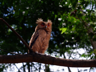 Young Philippine Scops Owl (Otus megalotis), perching on a branch. It is a common owl that is endemic to the Philippines, where they are usually found in forests or along forest edges. Long shots.