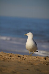 A Ring-billed Gull standing on the beach