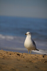 A Ring-billed Gull standing on the beach
