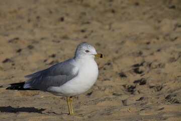 A Ring-billed Gull walking around on the beach