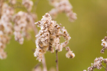 dry plants against the backdrop of green nature