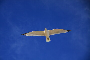 青空の中とカモメ