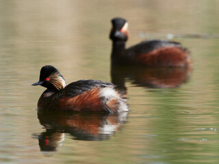Two Black-necked Grebes (Podiceps nigricollis) swimming on a lake in the morning light in spring, Germany