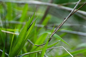 green grass on a green background © Paulina