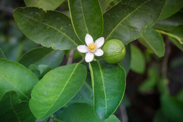 White lime flowers and lime, fresh and fragrant On the lime tree.