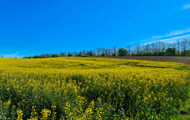 Fototapeta premium Panoramic view on agricultural field with blooming yellow canola flowers and cloudless blue sky. Spring countryside. Agriculture and harvest concept. Alsace, France.