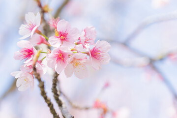 坂戸北浅羽桜堤公園の桜並木