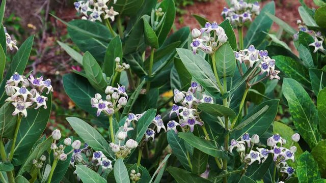 Calotropis shrub with light violet flowers and lush foliage in wind, close up