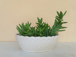 Closeup of a Tiger tooth aloe Juvenna succulent plants place on a white wooden table