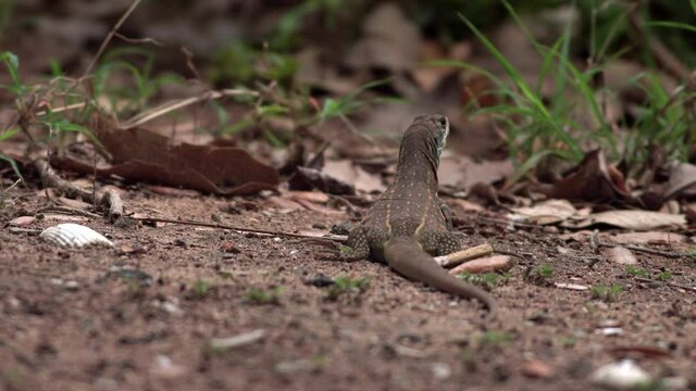 The ground lizard, skink in Thailand also called Yae. Ground lizard looking around for find food.