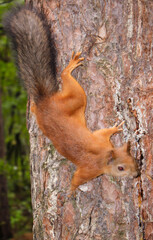 A beautiful squirrel sits on a tree and holds a nutlet, close-up portrait, looks at the camera. 