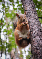 A beautiful squirrel sits on a tree and holds a nutlet, close-up portrait, looks at the camera.