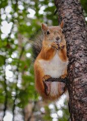 A beautiful squirrel sits on a tree and holds a nutlet, close-up portrait, looks at the camera.
