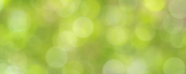 Fototapeta premium nature of green leaf bokeh in garden at summer under sunlight. natural bokeh of green leaves plants using as spring background and environment ecology or greenery wallpaper