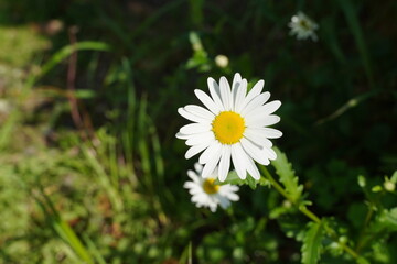 白くて美しいキク科の小花