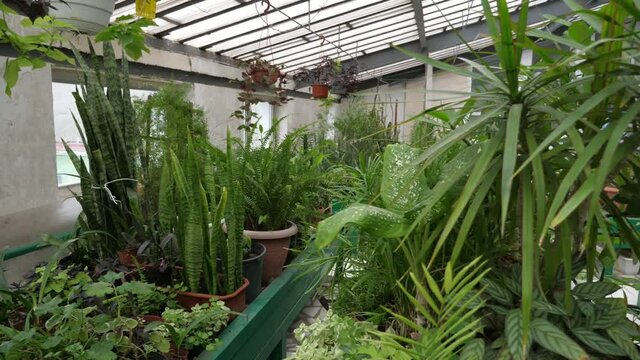 Big greenhouse with seves covered with decorative plants in pots incuding aloe
