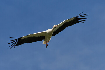 Obraz premium White Stork flying in the blue sky, Ciconia ciconia.
