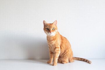 Cute ginger cat sitting and looking curiously on white background. Copyspace for your text. Adorable home pet stock photography