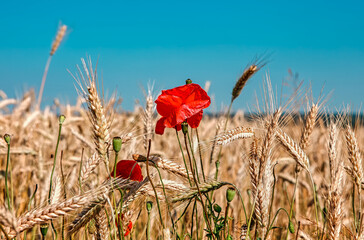 Wheat field with poppy field
