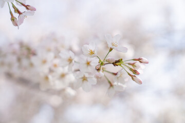 Obraz premium 春 新生活 桜 始まり 花見