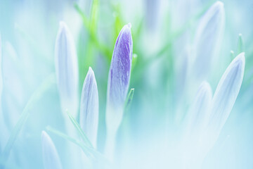  Blossoming purple white crocuses, Spring awakening background