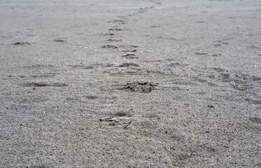Fototapeta na wymiar huellas en la arena de una playa desierta