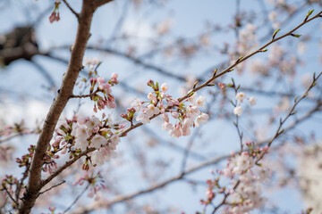 春 新生活 桜 始まり 花見