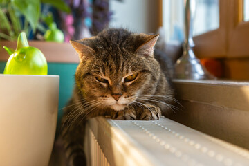 Portrait of a grumpy old striped cat on a radiator indoors