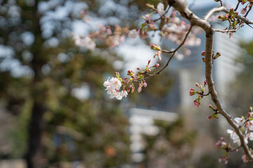 春 新生活 桜 始まり 花見