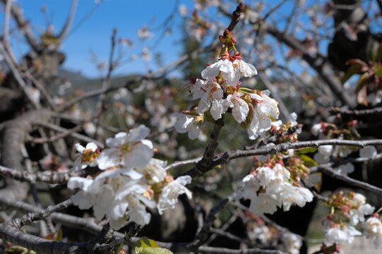 los cerezos est&aacute;n floreciendo en primavera