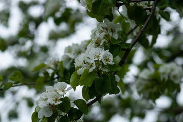 spring pear color 