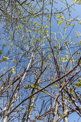 Bird cherry branches with green fresh leaves and buds are on a blurred blue sky background in a park in spring. Vertical