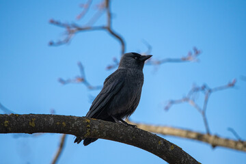 A beautiful city crow sits on a tree.