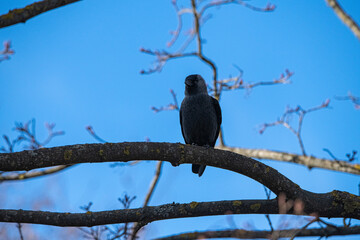 A beautiful city crow sits on a tree.