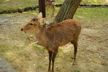 Female wild deer standing in Nara park, Japan, isolated - 日本 奈良 奈良公園の鹿