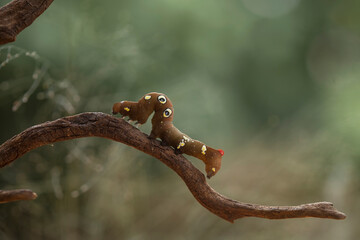 Caterpillar on Branch