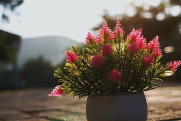 flowers on the lawn