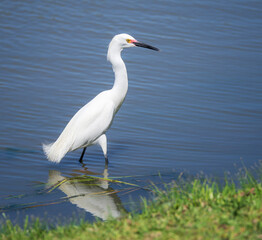 Snowy egret (Egretta thula) bird fishing in swallow blue waters of a lake. 