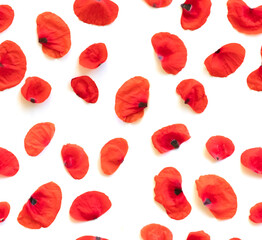 Seamless floral pattern red Poppy flower petals, poppies isolated on white background