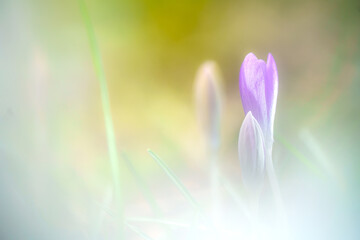 Crocus flowers close-up on a blurred natural background.