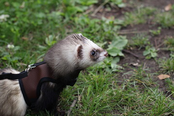 Pet ferret on a walk, ferret in the park, pet exotic animal, furry ferret, beautiful pet ferret,...
