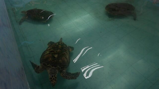 A lot of sea turtles in the pool to heal up before release a turtle back into the nature at aquarium hospital.