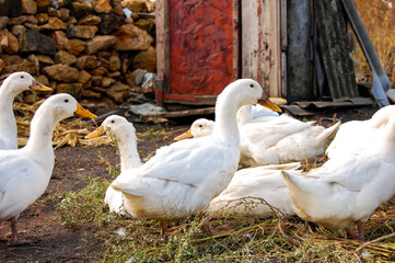 Village chickens.