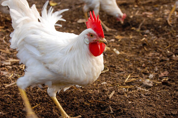 Village chickens.