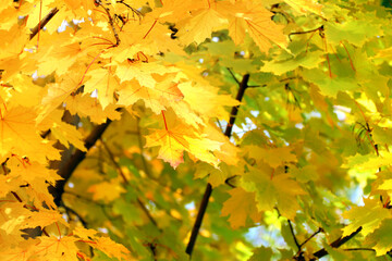 Maple tree with yellow, red and orange foliage in fall forest
