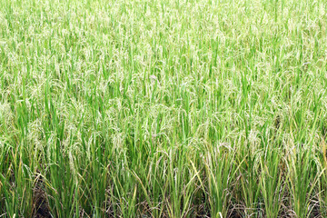 Ripe rice field, Asia. Closeup of green paddy rice field